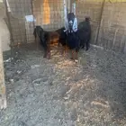 عنز ولد تحتها تيس ذبيحه