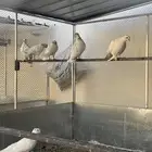 حمام بصحه جيده