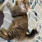 قطه ذكر سلاله روسيا