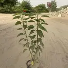 اشجار زينة بالجملة