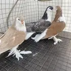 جوز شيرازي سيامي