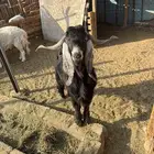 فحل عارضي بصحة طيبه سن ثني
