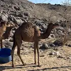 قعودين وبكره