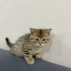 قطط للتبني
