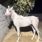 حصان شعبي