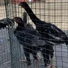 باكستاني
