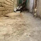 ديك باكستاني ميوالي