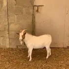 للبيع تيس فحل قزمي
