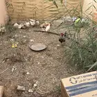 دجاج وديك العدد 18 مشكل فيومي ولوكمان العمر5شهور ونص تقريبا