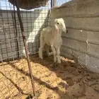 خروف عيسي