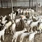 مراح ضان رفيديات صنف جروم طيبة