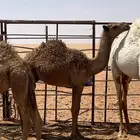 للبيع بكره وضحاء وقعود اشعل