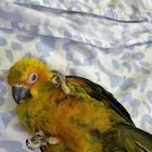 صن كنيور مجون غر