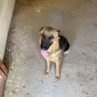 جيرمن شيبرد