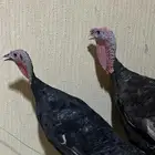 دجاج رومي