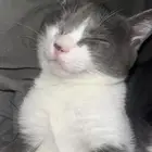 قطط للتبني