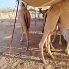 قعدان مرابى عمر شهرين ونصف لثلاثة شهور