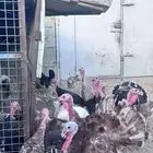 دجاج رومي مو بياض باقيله قريب شهر و ينتج