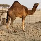 للبيع بكره ثنيه حايل