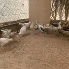 صوص بلدي
