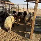 خرفان نعيم بلدي