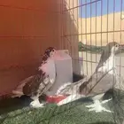 للبيع ازواج حمام