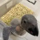 فرخ كاسكو