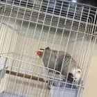 ببغا كاسكو اليف ومتكلم