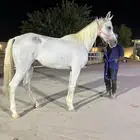 فرس شعبيه للبيع