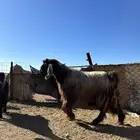 تيس