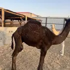 حشوان قعدان