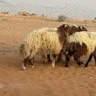 خرفان نعيم جبر