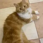 قطط إناث للتبني