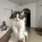 قطط للبيع كيتن شيرازي