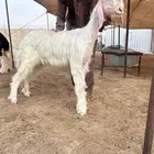 رخل نجديه