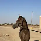 حصان مهر