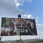 إيواء -تدريب -ركوب حر-تأجير