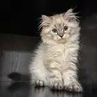 himalayan kitten