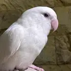 روز البينو تم البيع