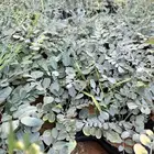 عرض على شتلات المورنقا العربي( اليسر - اللبان العربي)