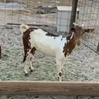 للبيع معزا جنوبيه مواليد ودفيع( تم البيع