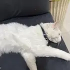 قط للبيع العمر 4 شهور