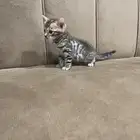 كتن قطط بنقال
