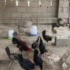 دجاج