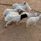 طليان جذعان نوع رفيدي