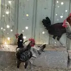 ديكه للبيع