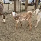 تيوس لباني نظيفة من حلالي