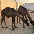 حشو طيبه للبيع