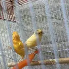 اناث كناري عدد2