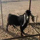 تيس عارضي فحل